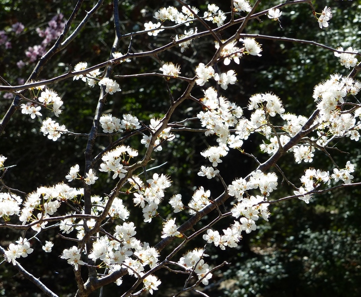 Mexican Plum flowers